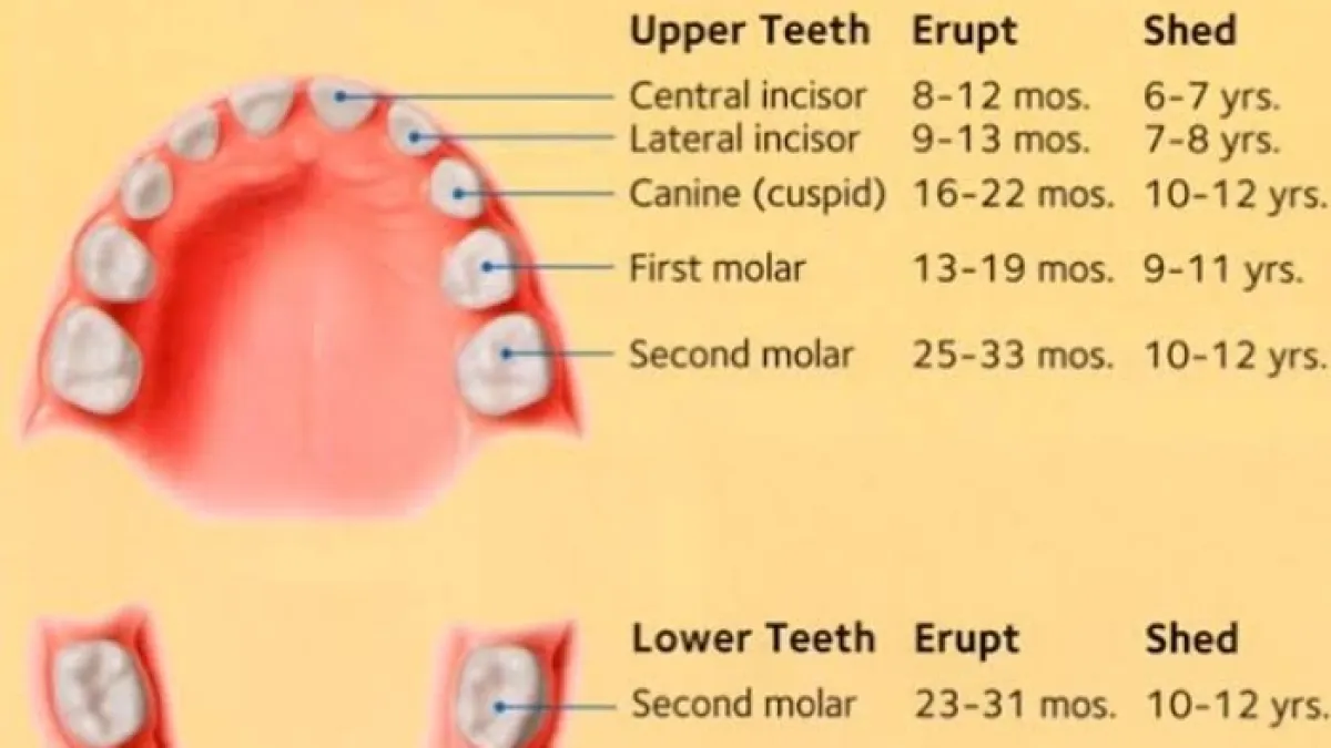 Happe Dental Clinic provide a quality dental treatment and services at best affordable prize with Care — Dental clinic on SP Road, Bangalore
