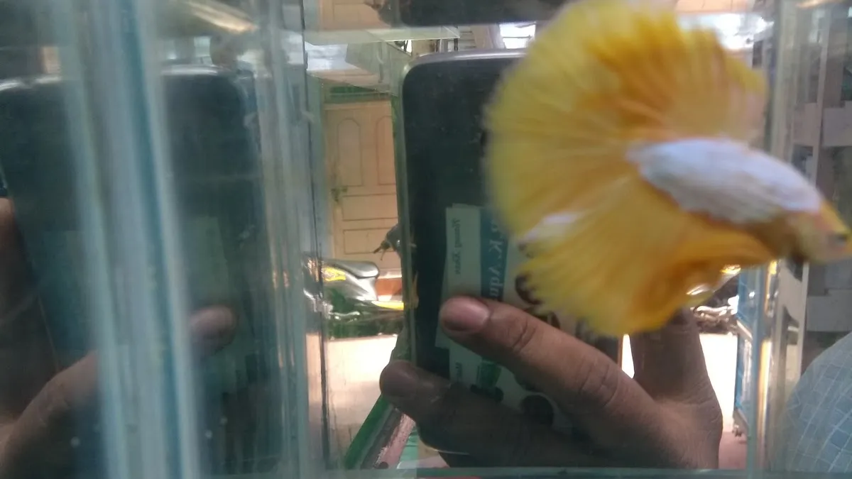 Rk Aquarium & Pets shop — Pet Store on SP Road, Bangalore