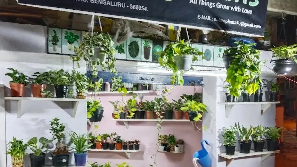 S SUBHA PLANTAIN LEAFS B — Pet Store on SP Road, Bangalore