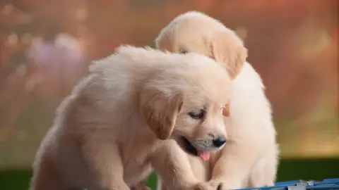 Shoka Pets — Pet Store on SP Road, Bangalore